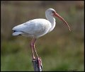 _9SB0805 white ibis